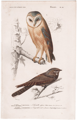 Barn Owl, Nightjar